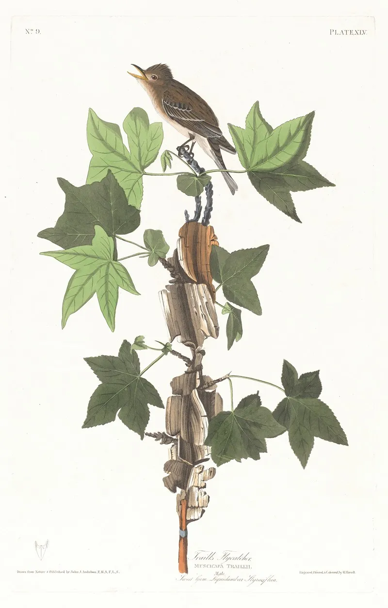 Traills Flycatcher Wall Art by John James Audubon - High-Resolution Digital Print