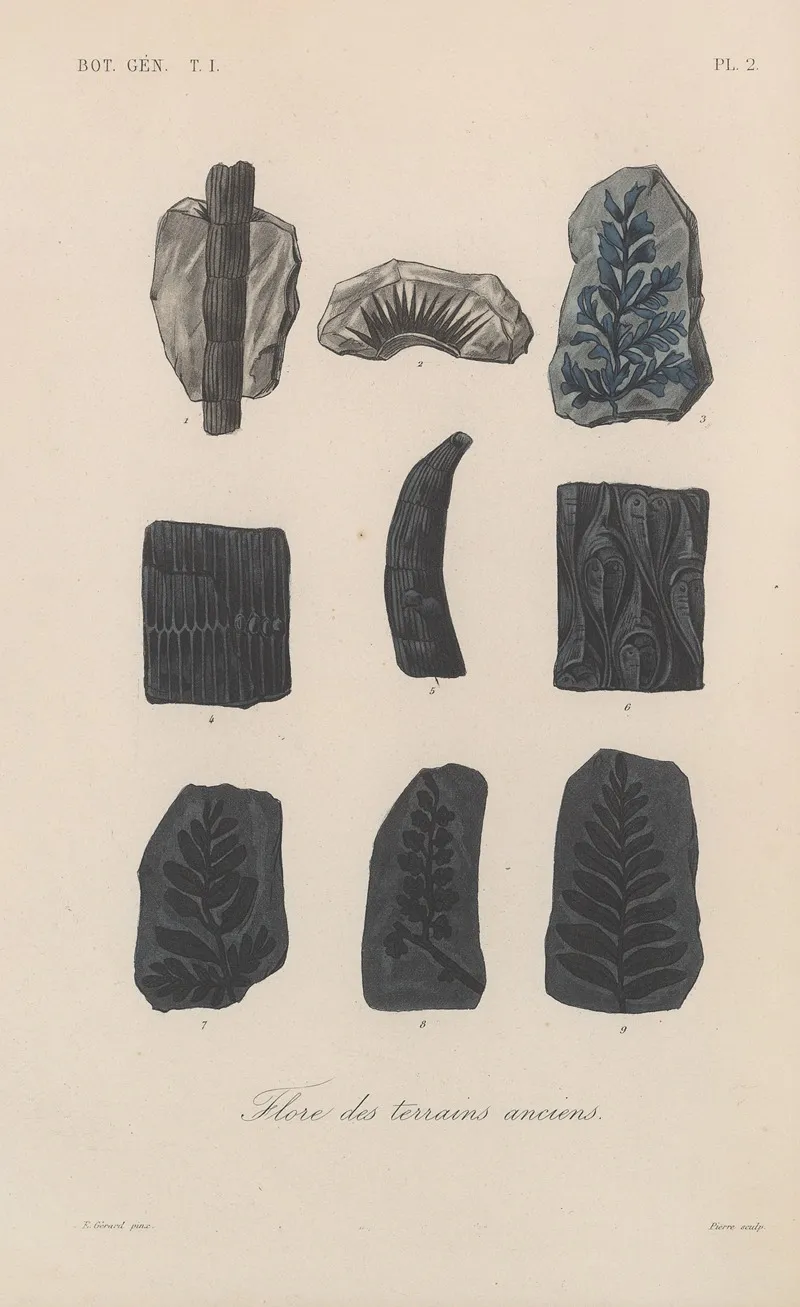 Traite De Botanique Generale Pl 002 Wall Art by François Hérincq - High-Resolution Digital Print
