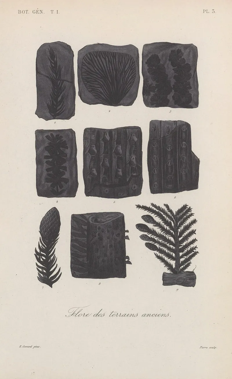 Traite De Botanique Generale Pl 003 Wall Art by François Hérincq - High-Resolution Digital Print