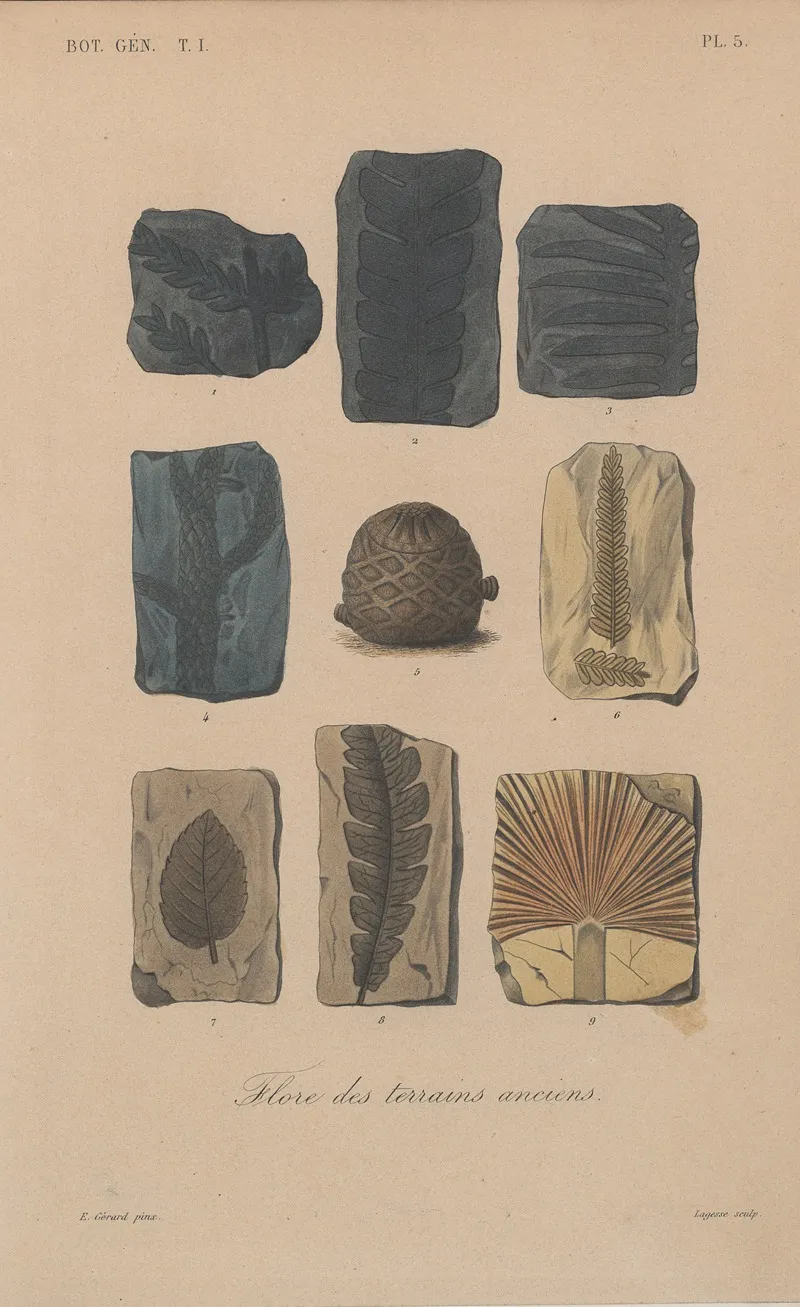 Traite De Botanique Generale Pl 005 Wall Art by François Hérincq - High-Resolution Digital Print