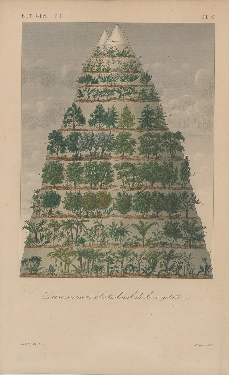 Traite De Botanique Generale Pl 006 Wall Art by François Hérincq - High-Resolution Digital Print