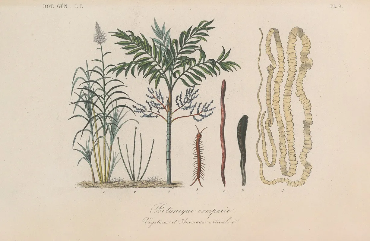 Traite De Botanique Generale Pl 009 Wall Art by François Hérincq - High-Resolution Digital Print