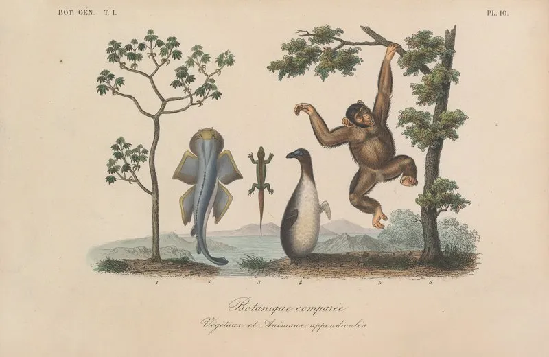 Traite De Botanique Generale Pl 010 Wall Art by François Hérincq - High-Resolution Digital Print