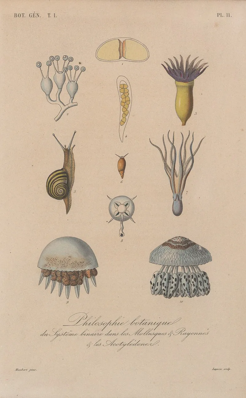 Traite De Botanique Generale Pl 011 Wall Art by François Hérincq - High-Resolution Digital Print