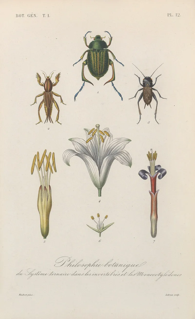 Traite De Botanique Generale Pl 012 Wall Art by François Hérincq - High-Resolution Digital Print