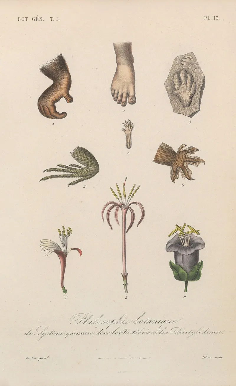 Traite De Botanique Generale Pl 013 Wall Art by François Hérincq - High-Resolution Digital Print