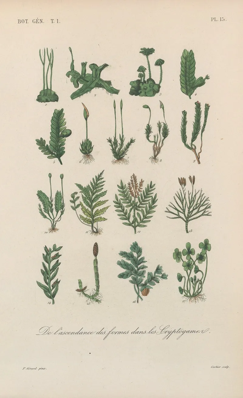 Traite De Botanique Generale Pl 015 Wall Art by François Hérincq - High-Resolution Digital Print