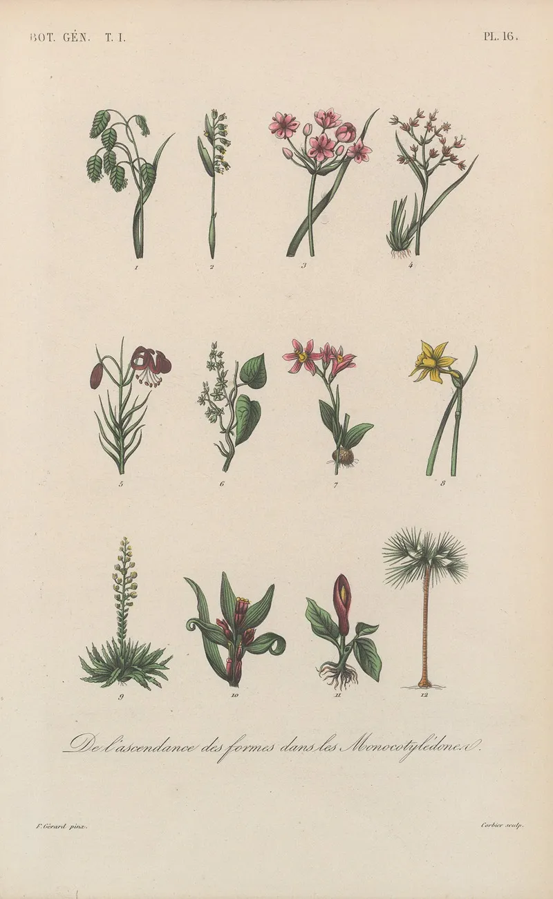 Traite De Botanique Generale Pl 016 Wall Art by François Hérincq - High-Resolution Digital Print