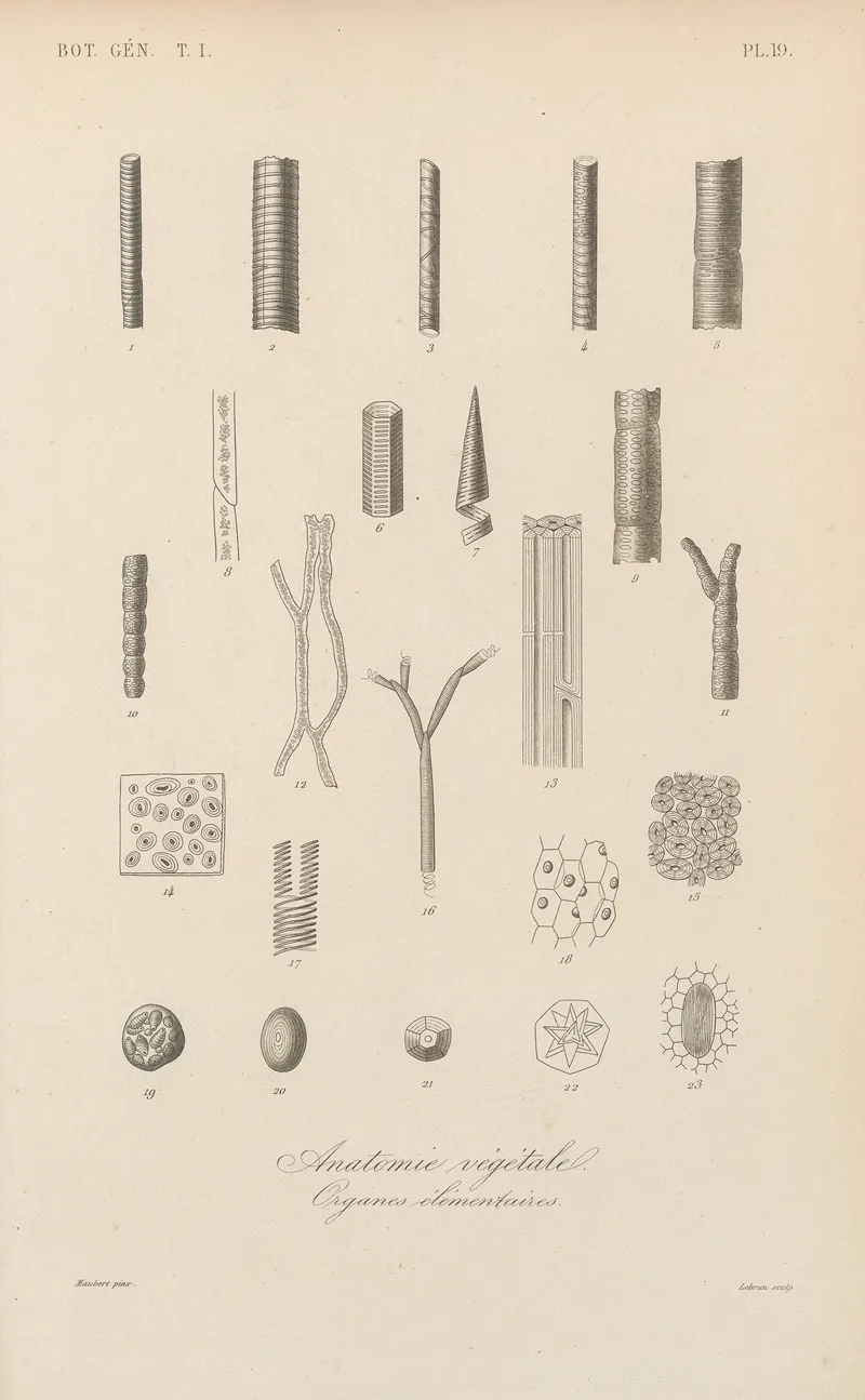 Traite De Botanique Generale Pl 019 Wall Art by François Hérincq - High-Resolution Digital Print