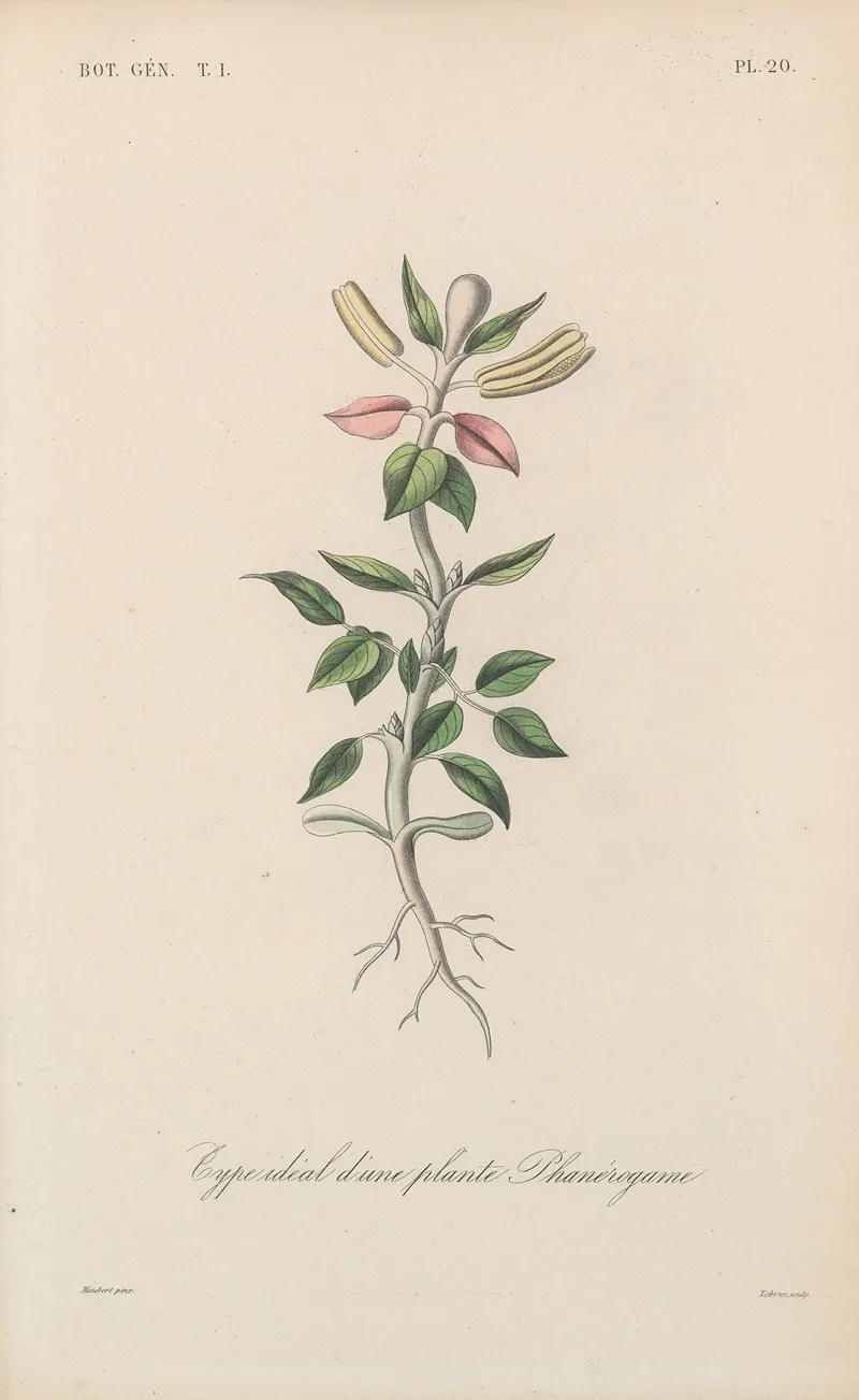 Traite De Botanique Generale Pl 020 Wall Art by François Hérincq - High-Resolution Digital Print