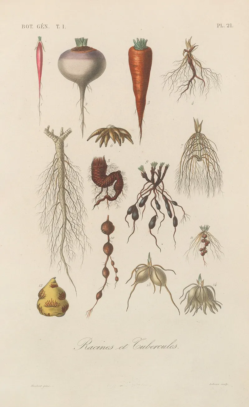 Traite De Botanique Generale Pl 021 Wall Art by François Hérincq - High-Resolution Digital Print