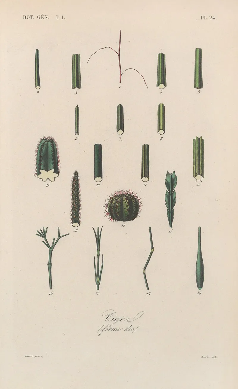 Traite De Botanique Generale Pl 024 Wall Art by François Hérincq - High-Resolution Digital Print