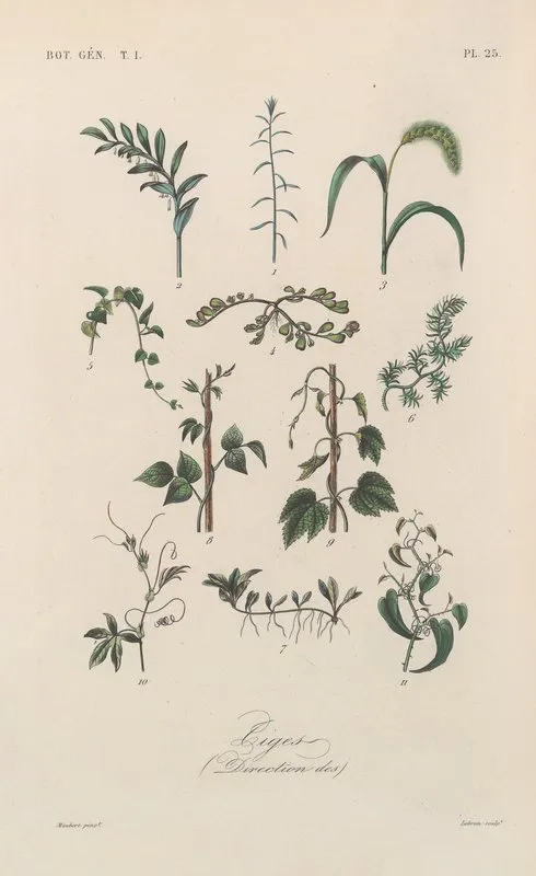 Traite De Botanique Generale Pl 025 Wall Art by François Hérincq - High-Resolution Digital Print