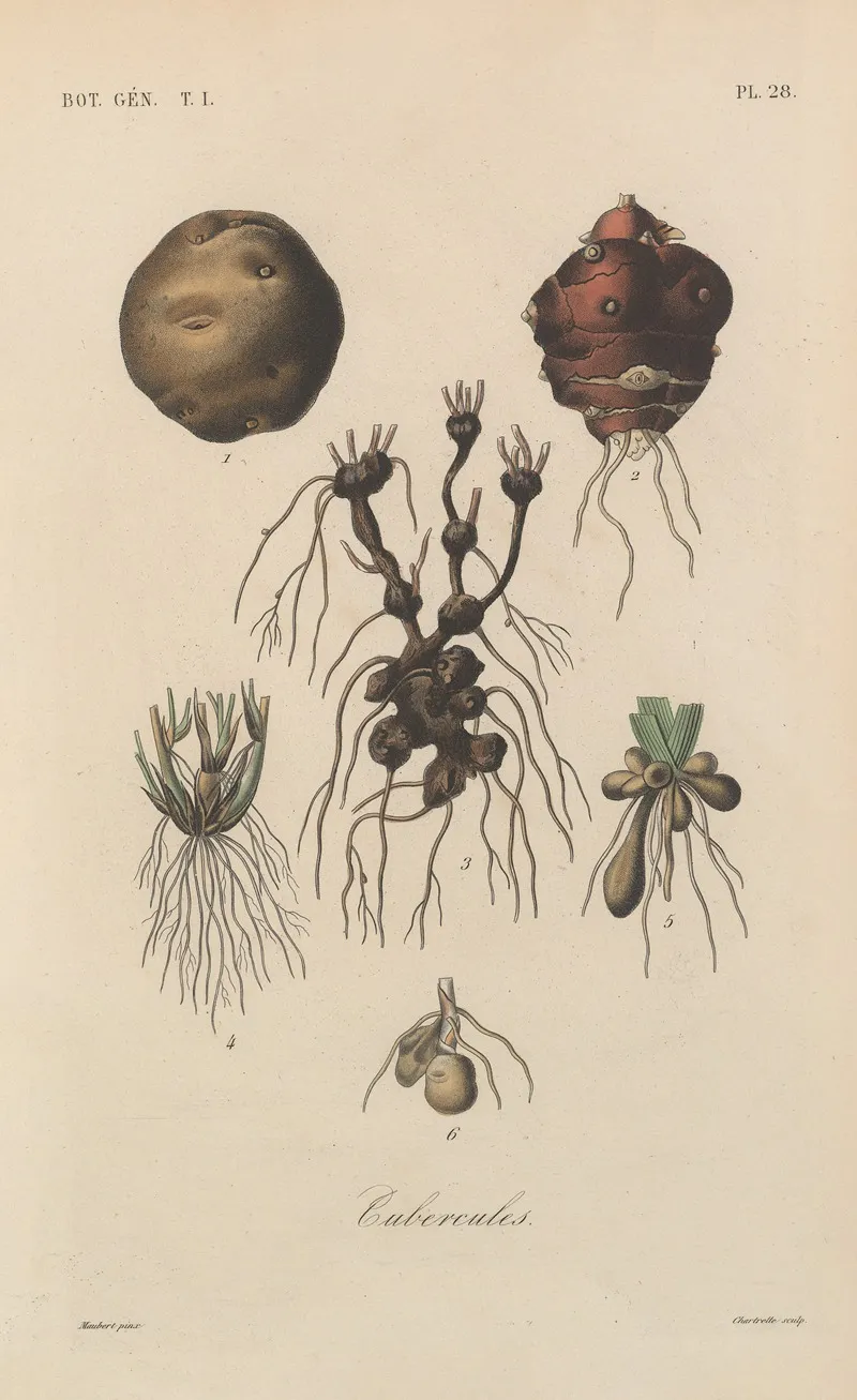Traite De Botanique Generale Pl 028 Wall Art by François Hérincq - High-Resolution Digital Print