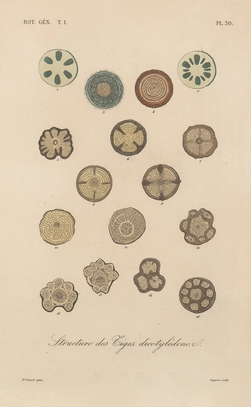 Traite De Botanique Generale Pl 031 Wall Art by François Hérincq - High-Resolution Digital Print