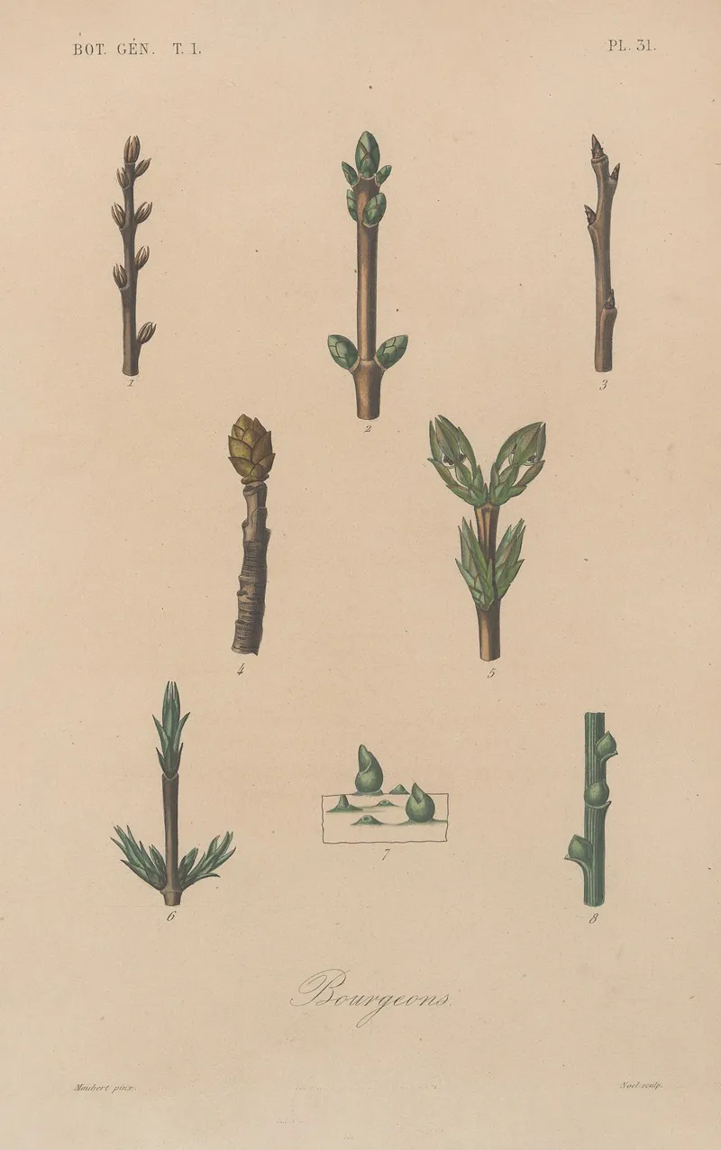 Traite De Botanique Generale Pl 032 Wall Art by François Hérincq - High-Resolution Digital Print