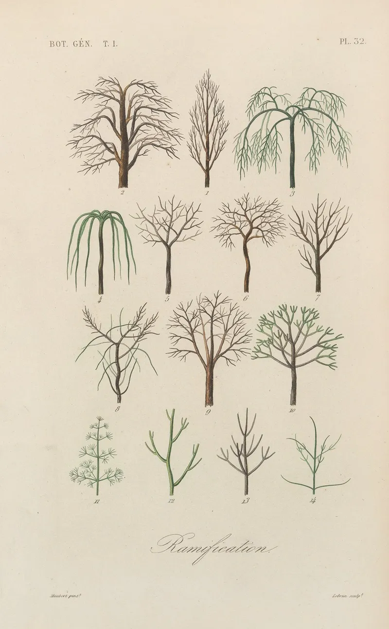 Traite De Botanique Generale Pl 033 Wall Art by François Hérincq - High-Resolution Digital Print