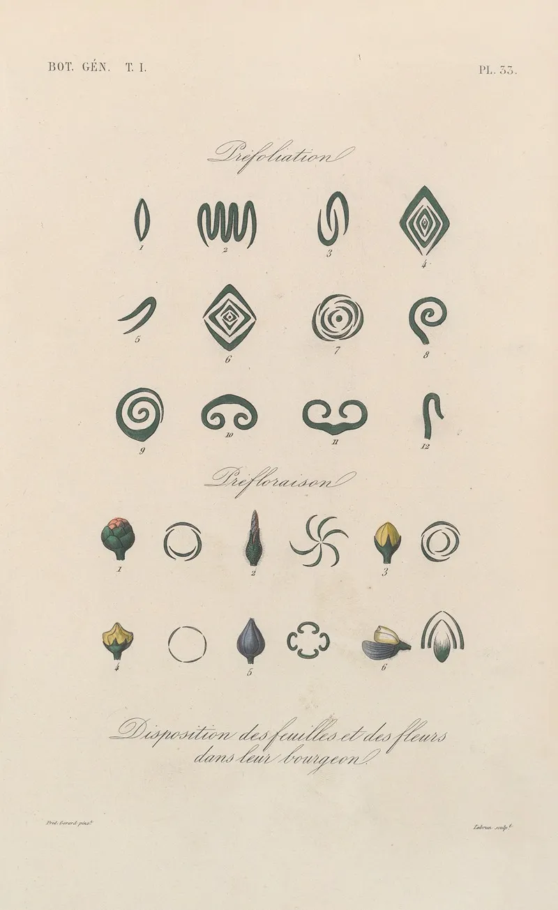 Traite De Botanique Generale Pl 034 Wall Art by François Hérincq - High-Resolution Digital Print