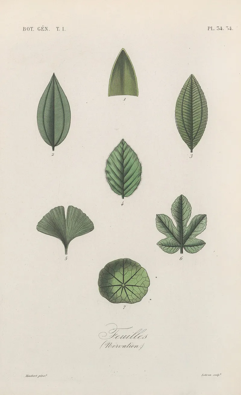 Traite De Botanique Generale Pl 035 Wall Art by François Hérincq - High-Resolution Digital Print