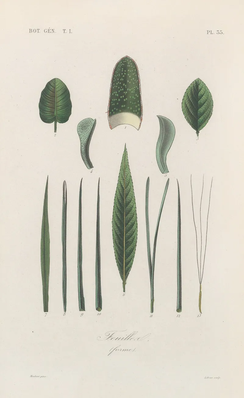 Traite De Botanique Generale Pl 036 Wall Art by François Hérincq - High-Resolution Digital Print