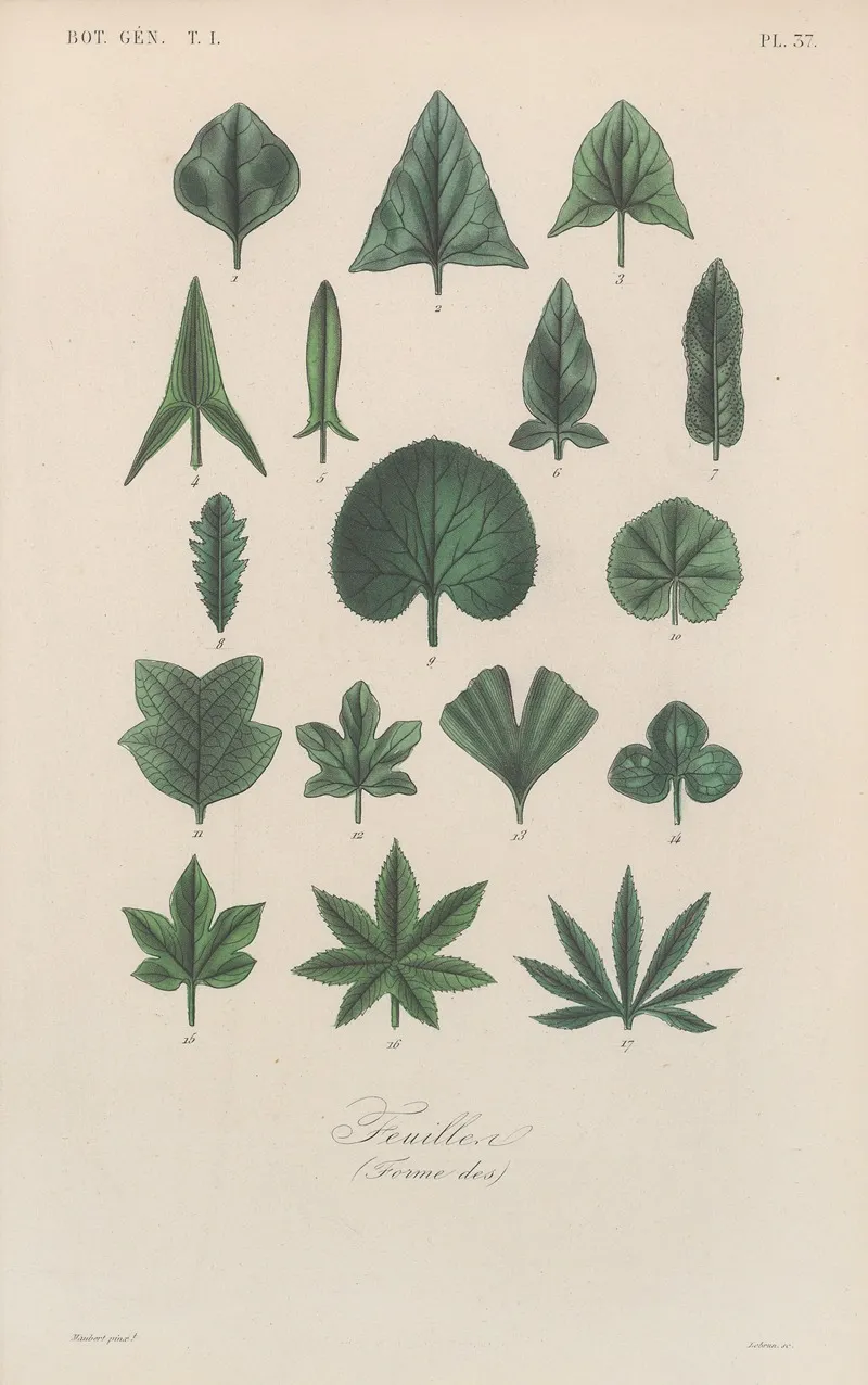 Traite De Botanique Generale Pl 038 Wall Art by François Hérincq - High-Resolution Digital Print