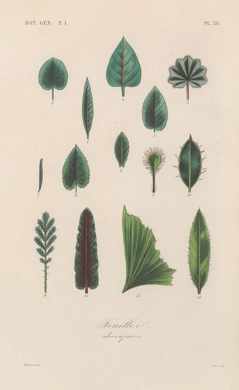 Traite De Botanique Generale Pl 040 Wall Art by François Hérincq - High-Resolution Digital Print
