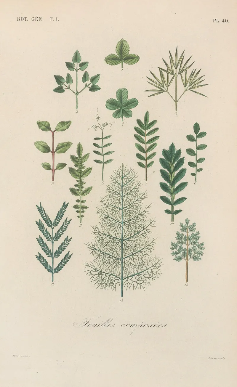 Traite De Botanique Generale Pl 041 Wall Art by François Hérincq - High-Resolution Digital Print