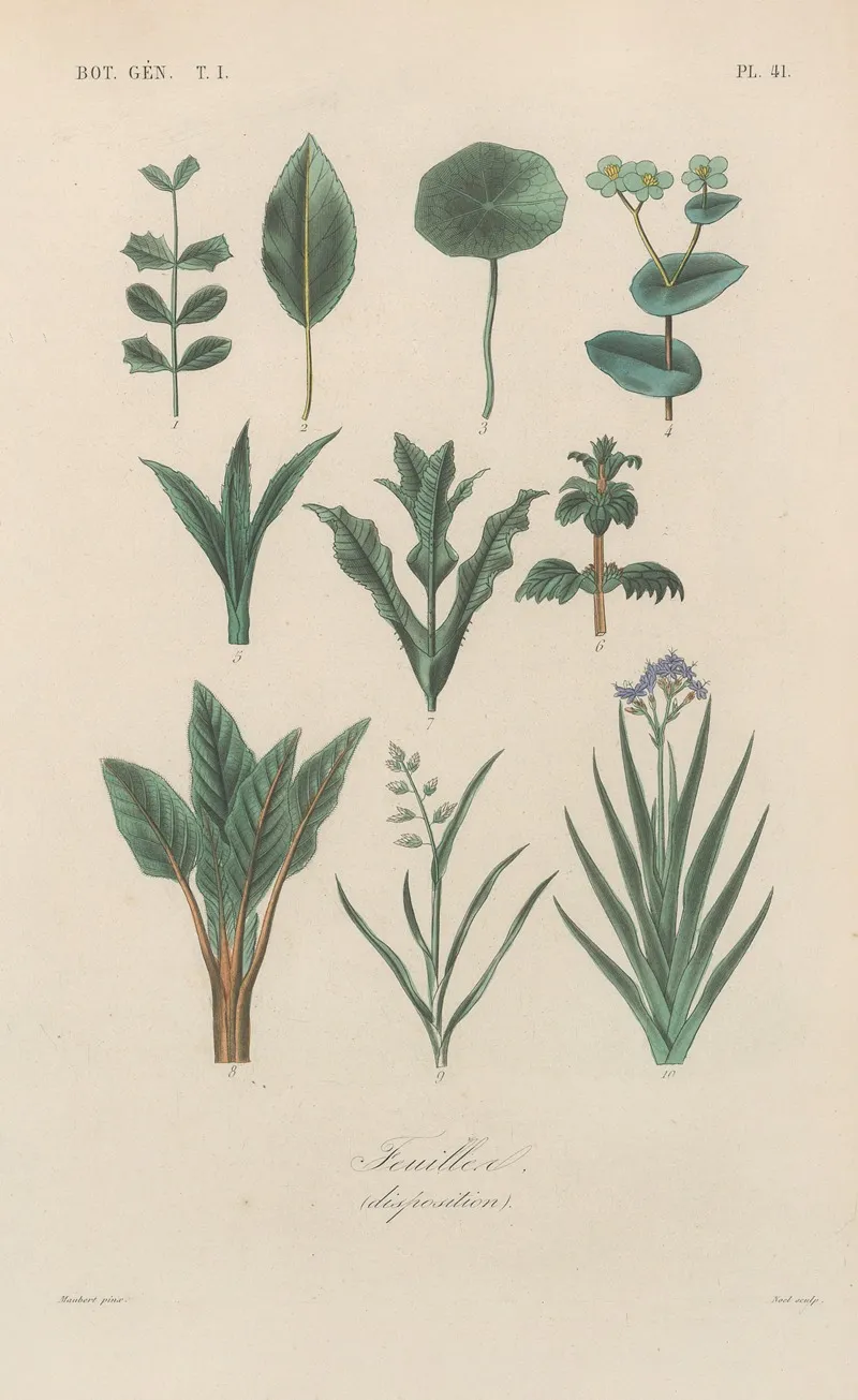 Traite De Botanique Generale Pl 042 Wall Art by François Hérincq - High-Resolution Digital Print