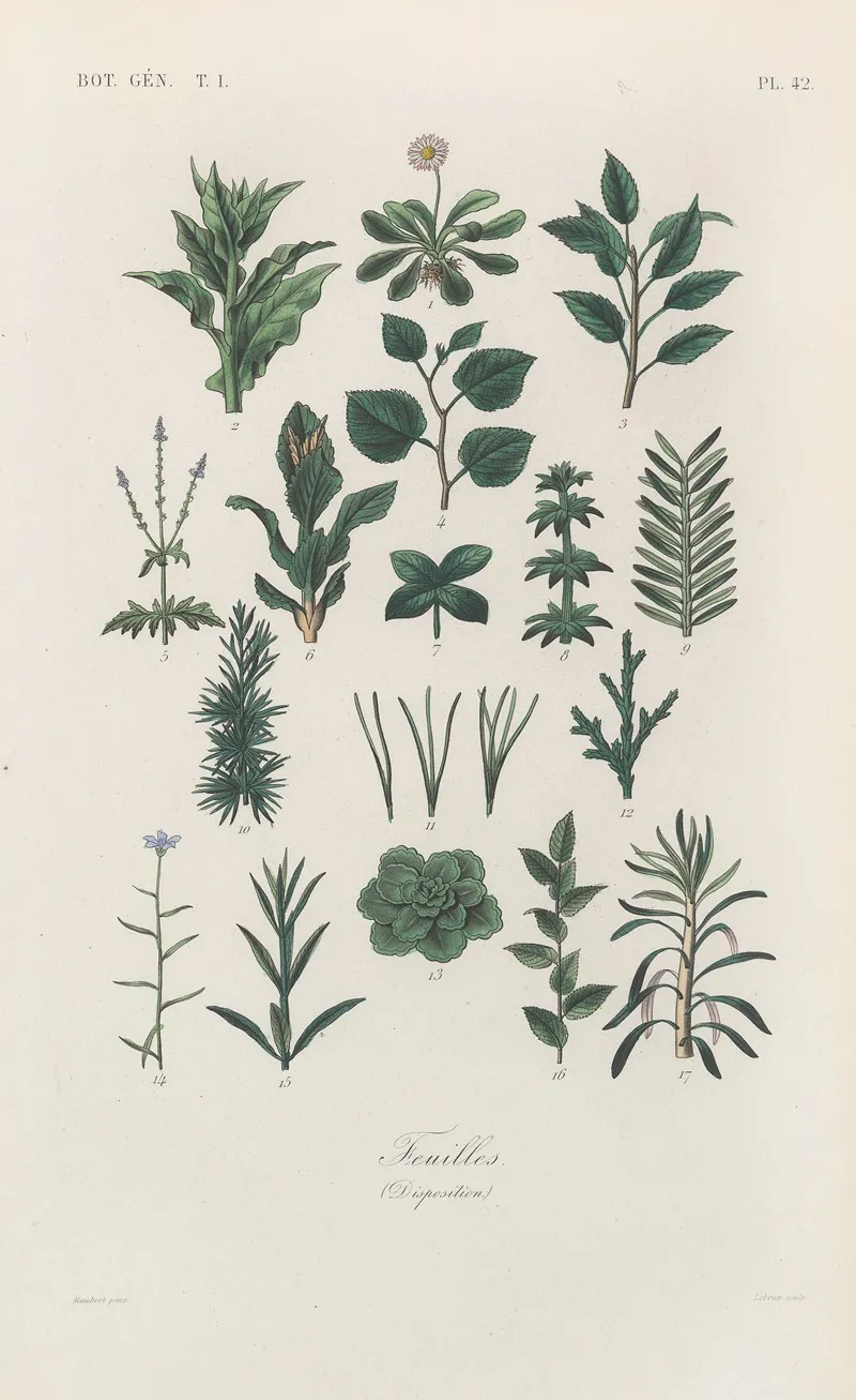 Traite De Botanique Generale Pl 043 Wall Art by François Hérincq - High-Resolution Digital Print