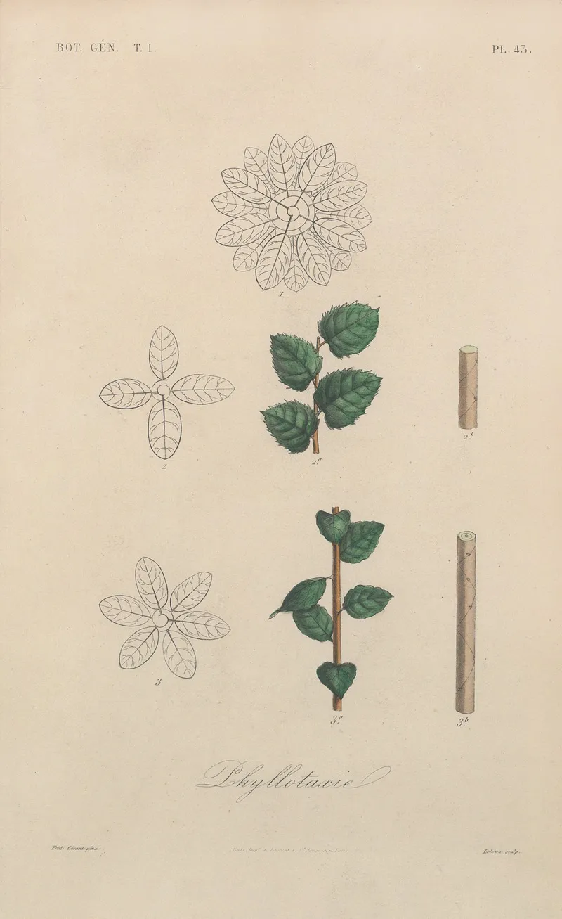 Traite De Botanique Generale Pl 044 Wall Art by François Hérincq - High-Resolution Digital Print