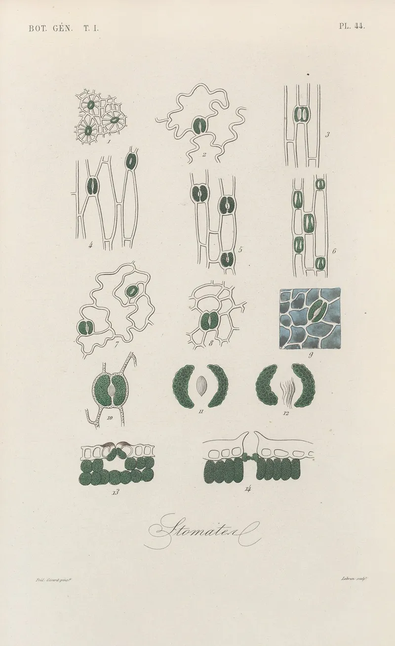 Traite De Botanique Generale Pl 045 Wall Art by François Hérincq - High-Resolution Digital Print