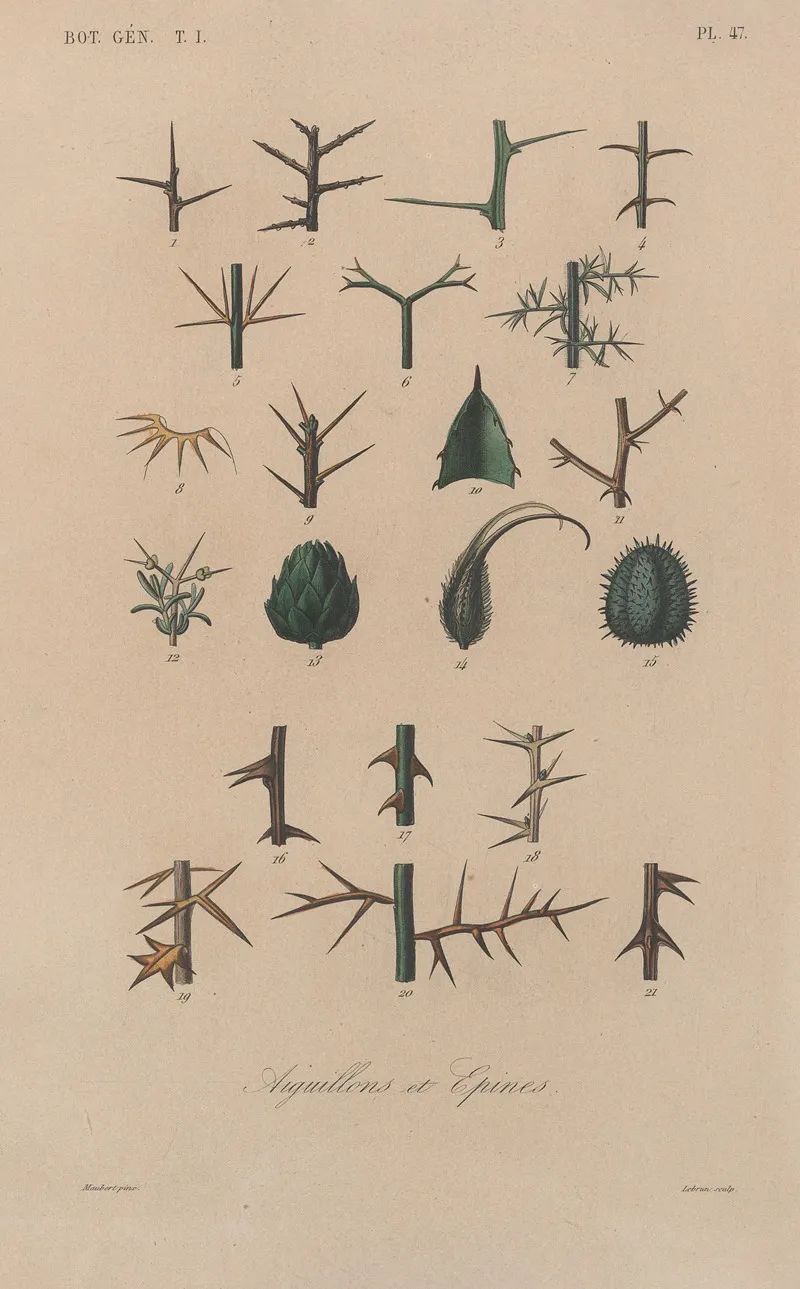 Traite De Botanique Generale Pl 048 Wall Art by François Hérincq - High-Resolution Digital Print