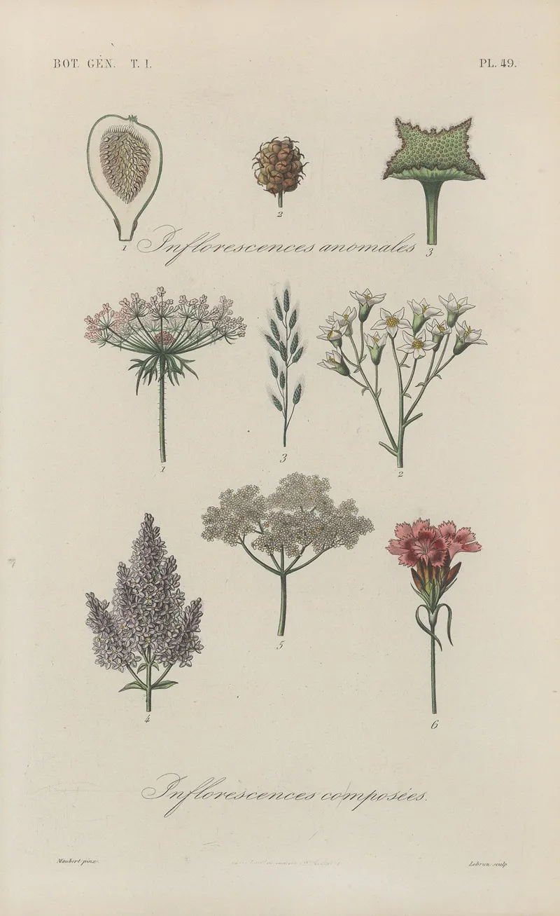 Traite De Botanique Generale Pl 050 Wall Art by François Hérincq - High-Resolution Digital Print