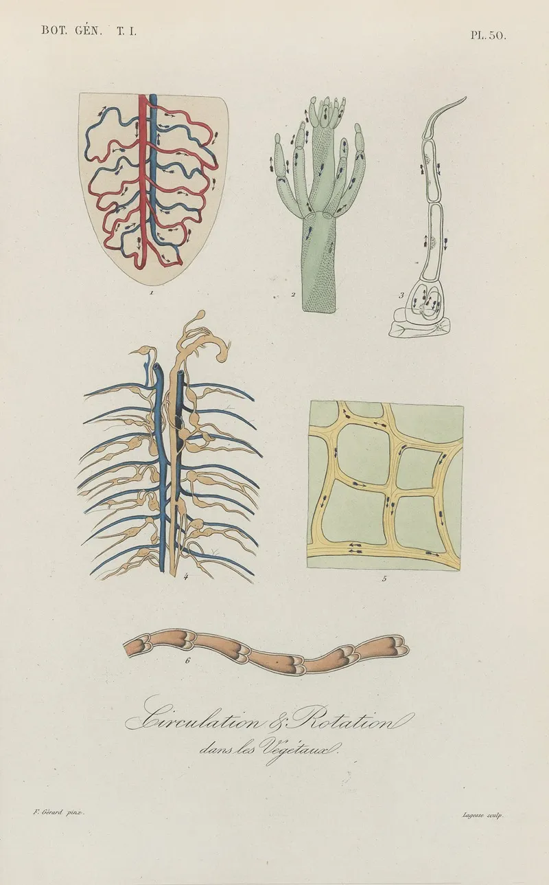 Traite De Botanique Generale Pl 051 Wall Art by François Hérincq - High-Resolution Digital Print