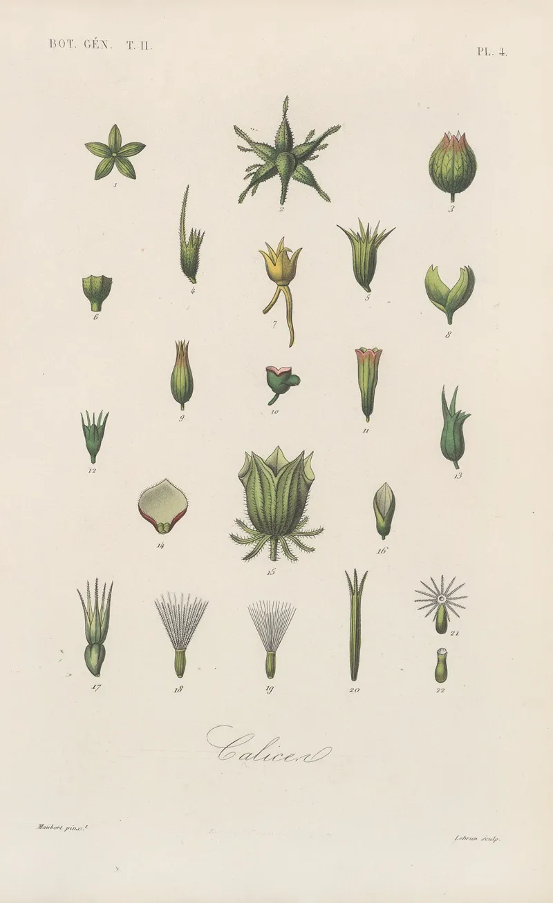 Traite De Botanique Generale Pl 055 Wall Art by François Hérincq - High-Resolution Digital Print