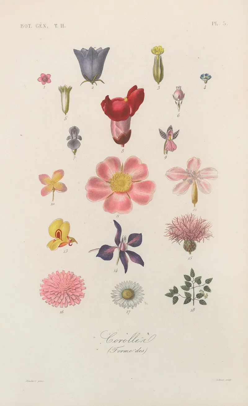 Traite De Botanique Generale Pl 056 Wall Art by François Hérincq - High-Resolution Digital Print