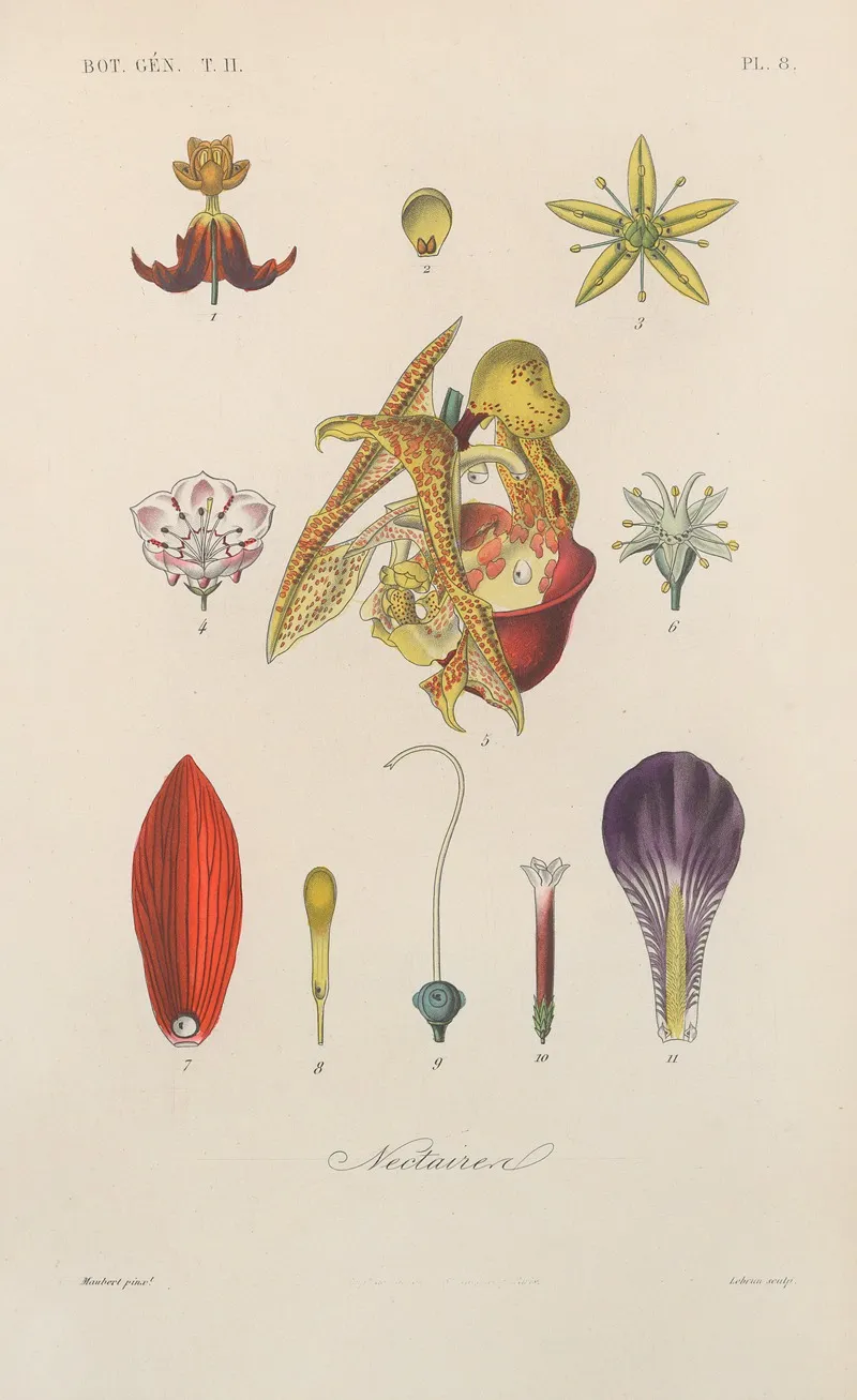 Traite De Botanique Generale Pl 059 Wall Art by François Hérincq - High-Resolution Digital Print