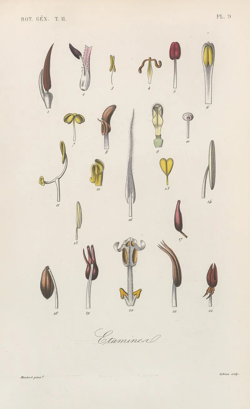 Traite De Botanique Generale Pl 060 Wall Art by François Hérincq - High-Resolution Digital Print