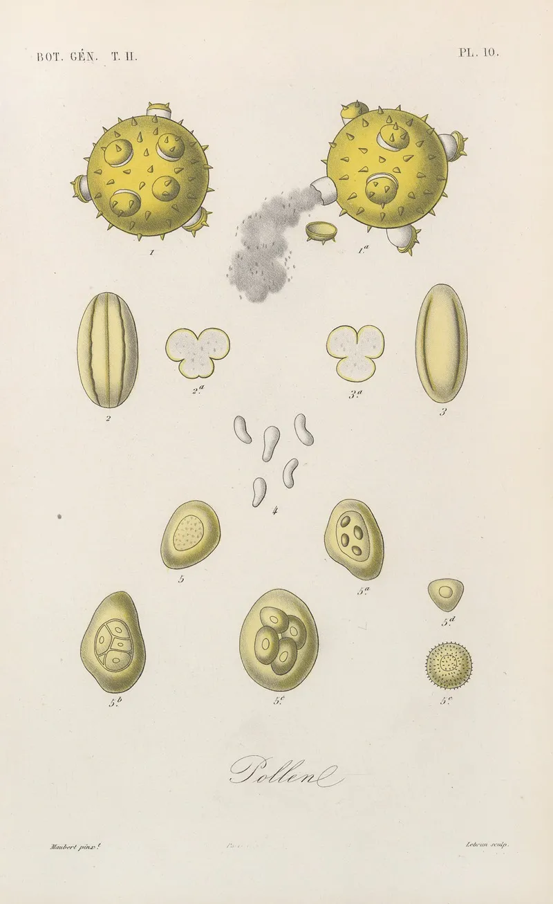 Traite De Botanique Generale Pl 061 Wall Art by François Hérincq - High-Resolution Digital Print
