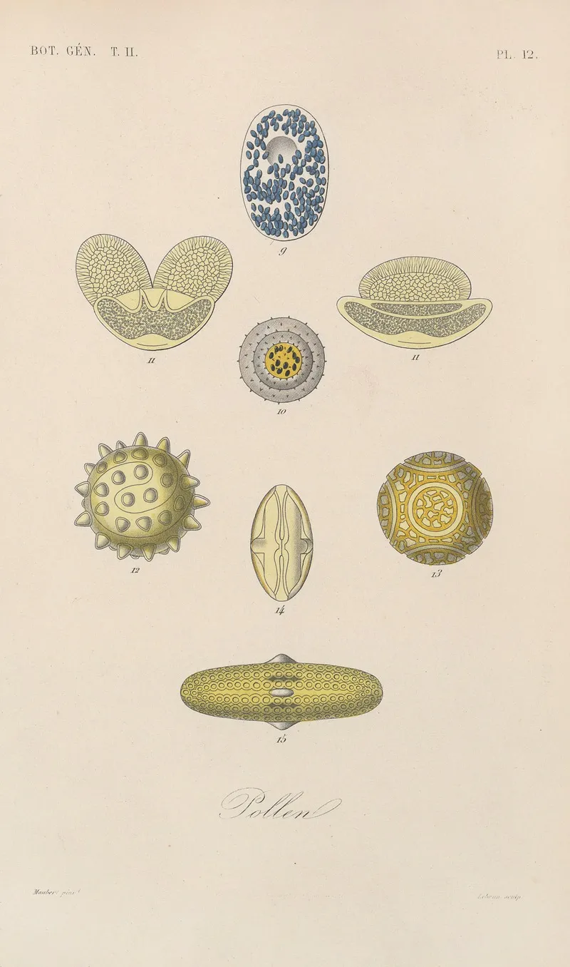 Traite De Botanique Generale Pl 063 Wall Art by François Hérincq - High-Resolution Digital Print