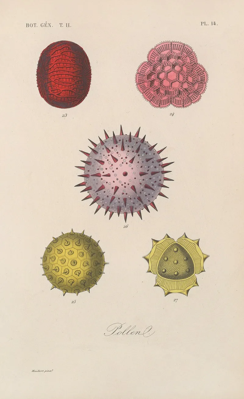 Traite De Botanique Generale Pl 065 Wall Art by François Hérincq - High-Resolution Digital Print