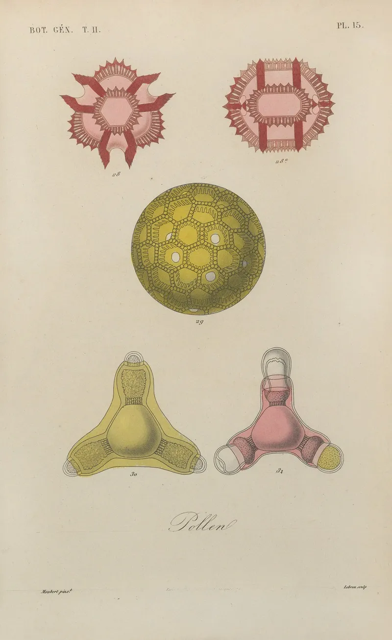 Traite De Botanique Generale Pl 066 Wall Art by François Hérincq - High-Resolution Digital Print