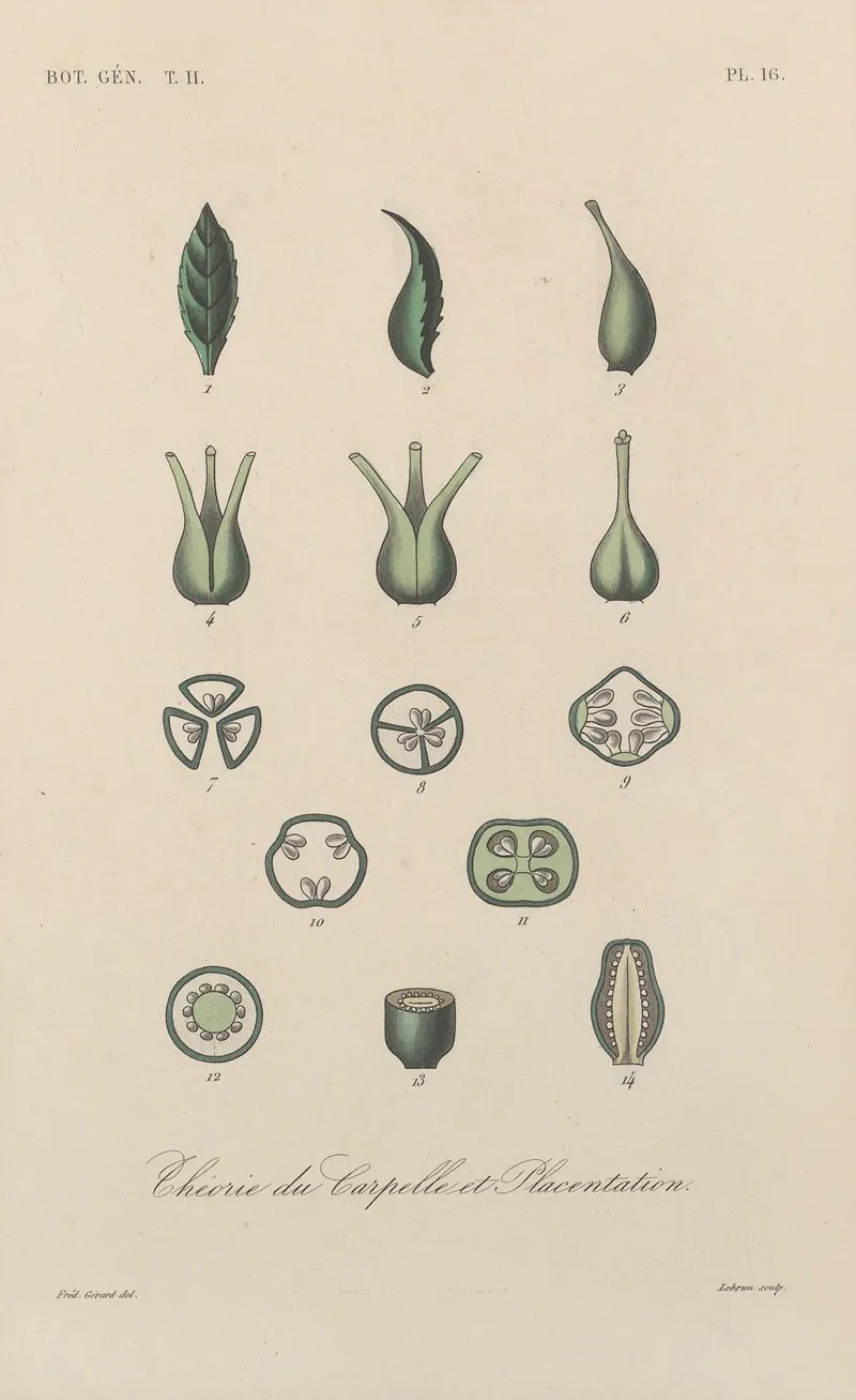 Traite De Botanique Generale Pl 067 Wall Art by François Hérincq - High-Resolution Digital Print