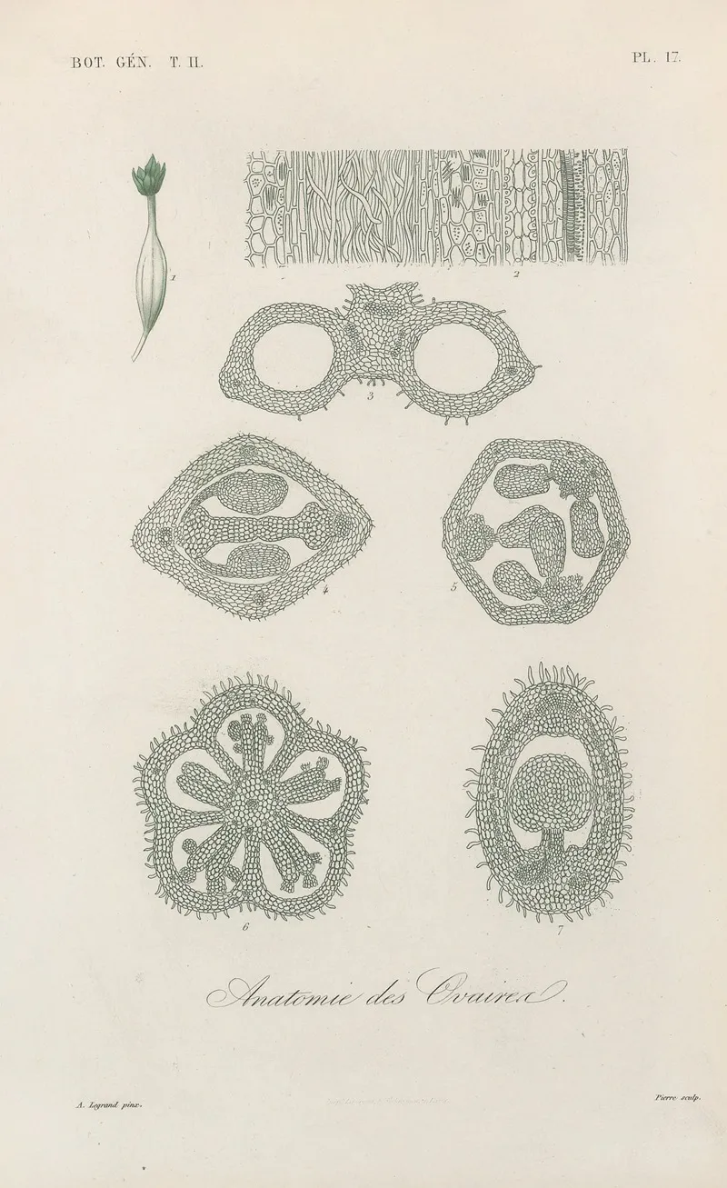 Traite De Botanique Generale Pl 068 Wall Art by François Hérincq - High-Resolution Digital Print
