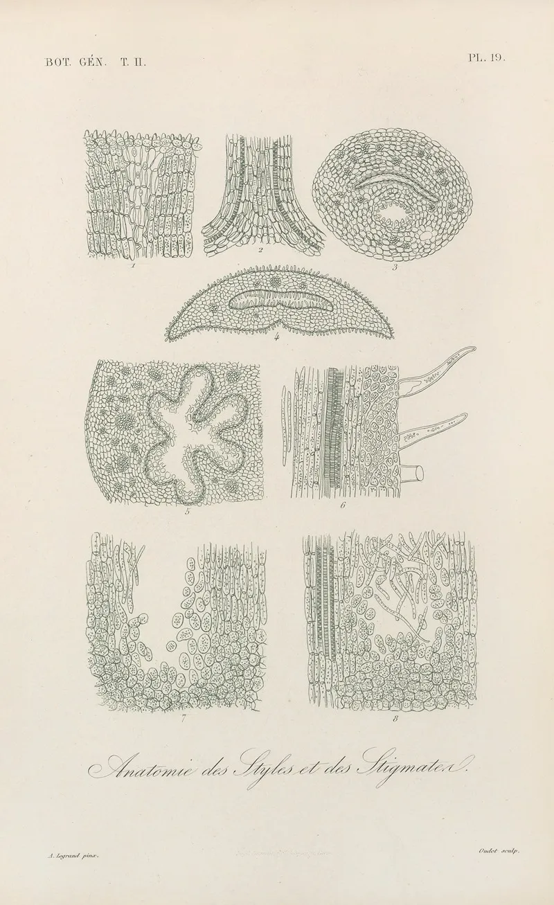 Traite De Botanique Generale Pl 070 Wall Art by François Hérincq - High-Resolution Digital Print