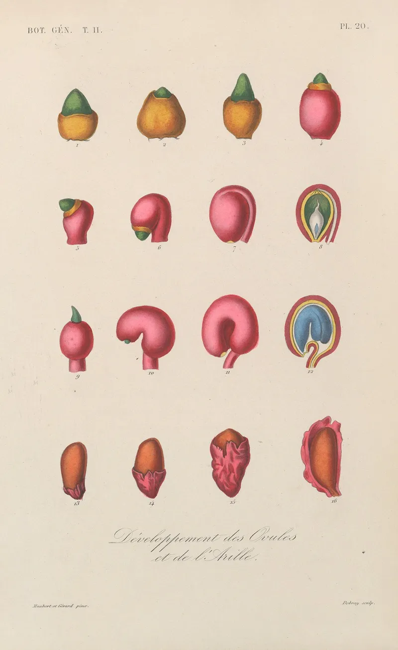 Traite De Botanique Generale Pl 071 Wall Art by François Hérincq - High-Resolution Digital Print