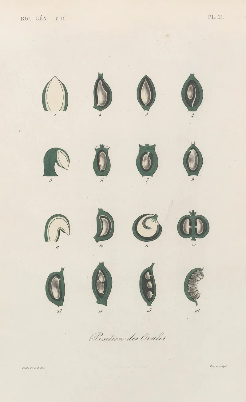 Traite De Botanique Generale Pl 072 Wall Art by François Hérincq - High-Resolution Digital Print