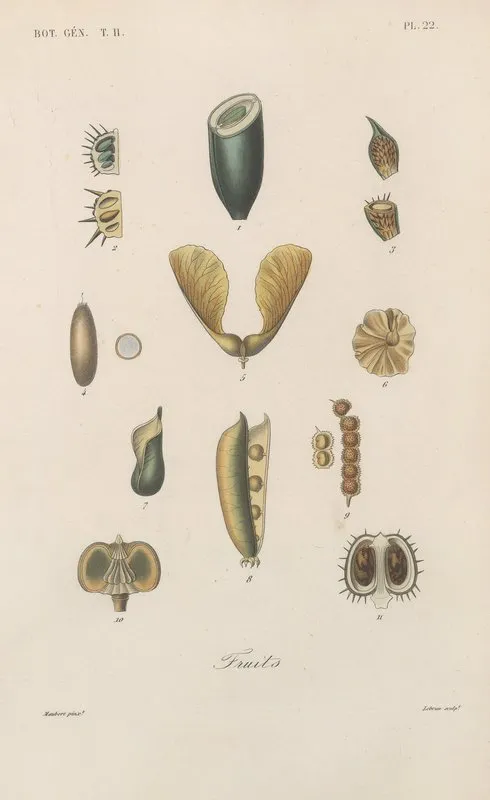 Traite De Botanique Generale Pl 073 Wall Art by François Hérincq - High-Resolution Digital Print