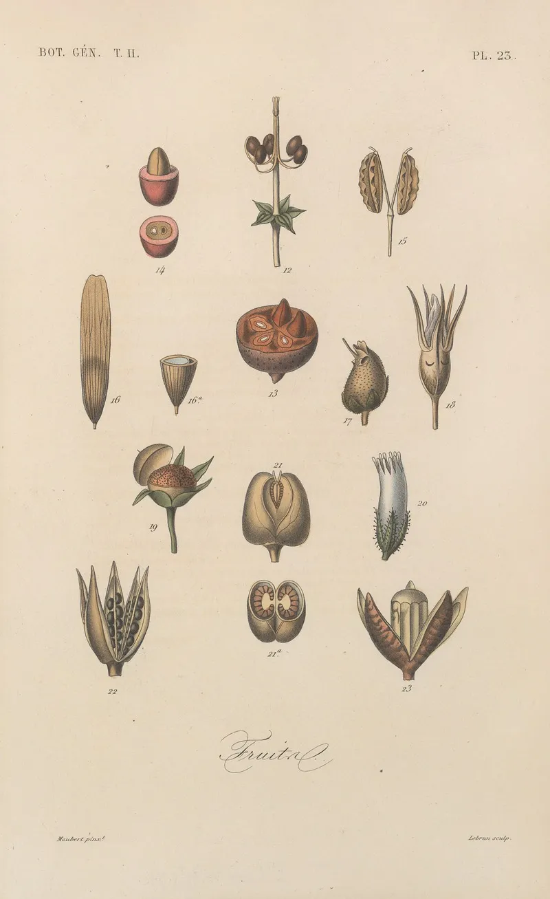 Traite De Botanique Generale Pl 074 Wall Art by François Hérincq - High-Resolution Digital Print