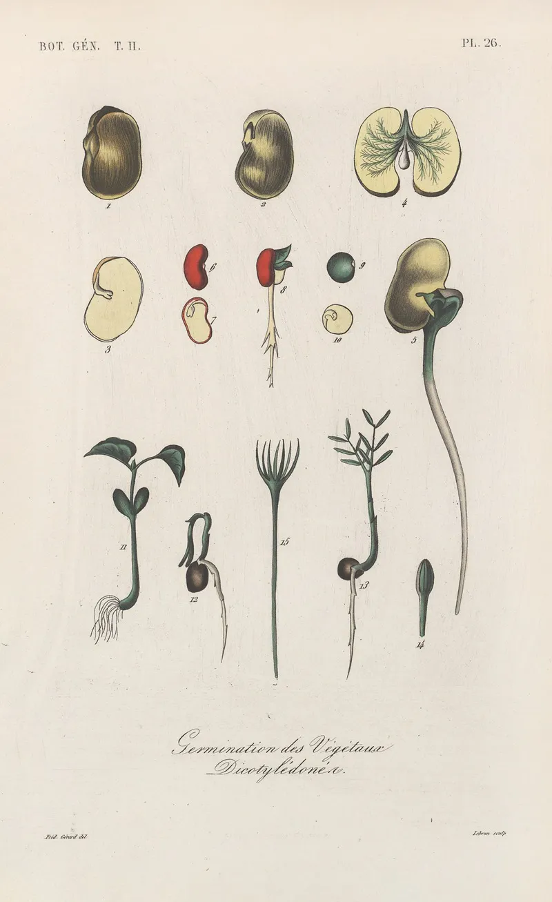 Traite De Botanique Generale Pl 077 Wall Art by François Hérincq - High-Resolution Digital Print